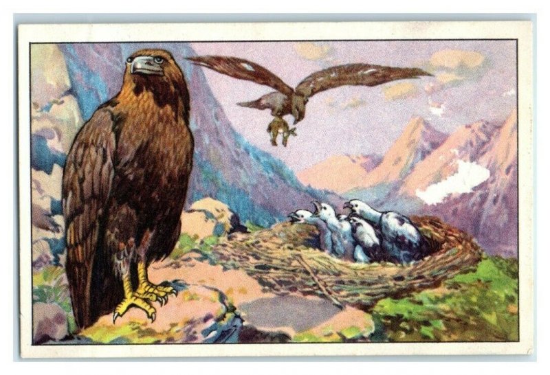 Eagle, German Birds of Prey, Echte Wagner Trade Card *VT31T