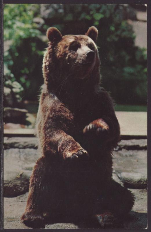 Alaskan Brown Bear Postcard BIN