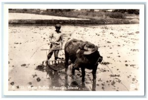 c1940s Water Buffalo Hawaiian Islands Farmer Farming RPPC Photo Antique Postcard