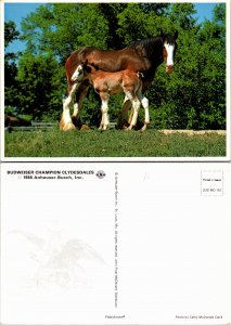 Budweiser Champion Clydesdales (33080