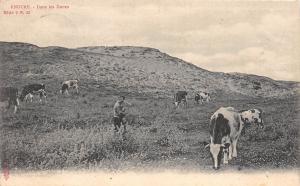 B93503 knocke dans les dunes cow vaches belgium