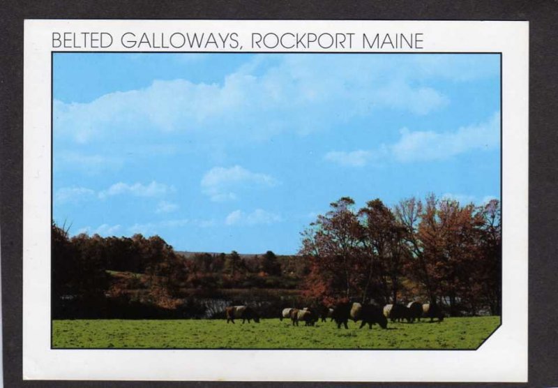 ME Belted Galloways Cows Aldermere Farm Lily Pond Rockport Maine Postcard