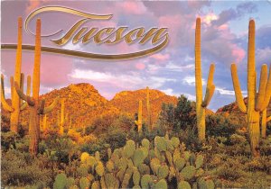 Lot379 usa tucson arizona cactus mt wasson