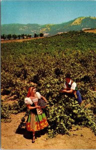 Italian Swiss Colony Vineyard Scene Asti Sonoma County California CA Postcard 