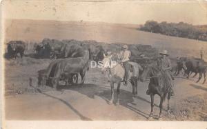 Iowa Ia RPPC Postcard 1916 ADAIR Cowboys Cattle Farm Horse Chicago Junction Ohio