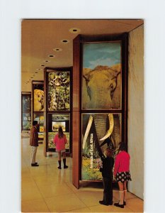 Postcard Looming Life-Size, Explorers Hall, National Geographic Society, D. C.