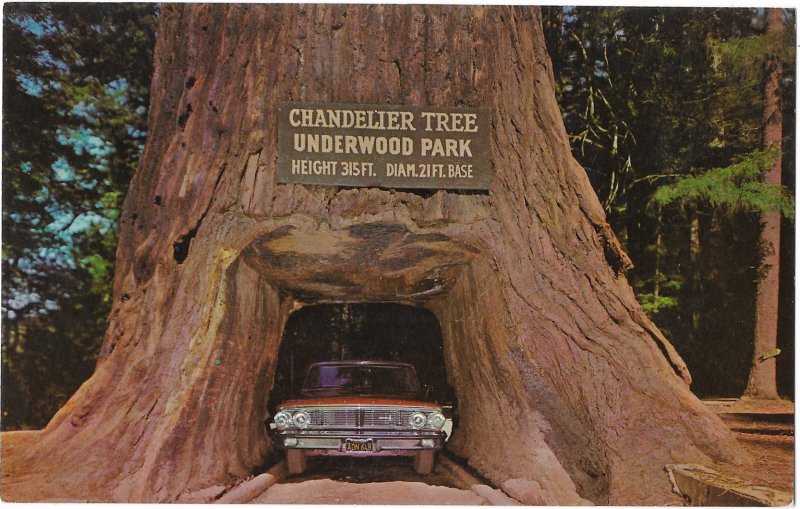 Chandler Drive Thru Tree Underwood Park Redwood Highway