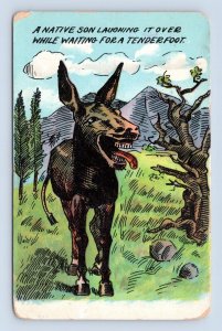 Native Son Donkey Mule Laughing it Over Humor 1910 DB  Postcard M5