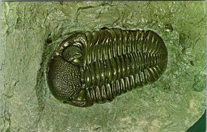 Postcard MONUMENT SCENE Sylvania Ohio OH AK0119