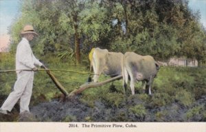 Cuba The Primitive Plow Farmer and Oxen Curteich