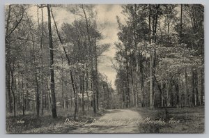Memphis Tennessee~Overton Park Dogwood Drive thru Trees~c1910 B&W Postcard