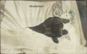 Dachshund Dog In Bed Under Covers c1910 Tinted Real Photo Postcard