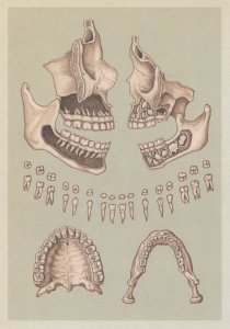 Adult Skull Cross Section Teeth Lower Upper Jaw Morbid Postcard