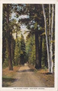 Arizona Road Scene In The Kalib Forest