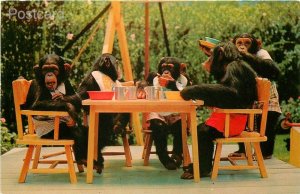 FL, Miami, Florida, Monkey Jungle, Lunch Time Chimp Stars, Tichnor No. K-5279