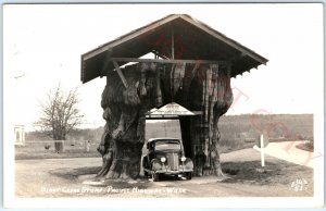 x2 LOT c1940s Washington Giant Trees RPPC Douglas Fir Log & Cedar Stump M&N A106