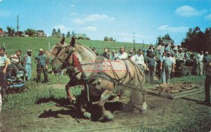 IN, Angola, Indiana, Buck Lake Ranch, Working Horses, LL Cook No 59087