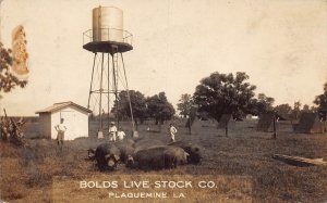 J72/ Plaquemine Louisiana RPPC Postcard c1910s Bolds Live Stock Co Hogs 116