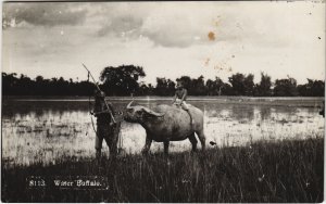 PC MALAYSIA, WATER BUFFALO, Vintage REAL PHOTO Postcard (b44219)