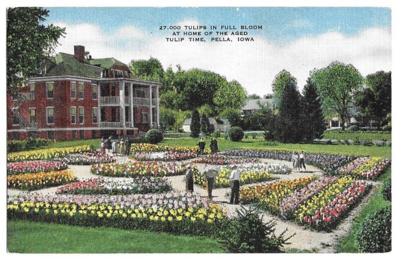 27,000 Tulips in Full Bloom at Home of the Aged, Tulip Time, Pella, Iowa, unused