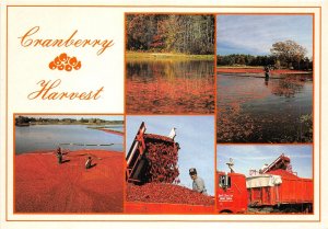 Lot 19 usa cranberry harvest cape cod massachusetts