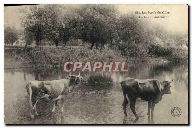 Old Postcard The edges of the Dear Cows in the & # 39abreuvoir