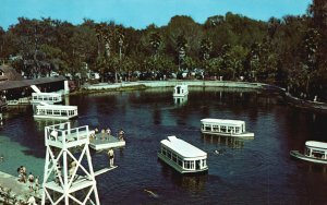 Vintage Postcard Famed Glass Bottomed Boats Crystal Clear Silver Springs Florida