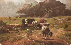 \Cows in the highlands\ Nie antique postcard