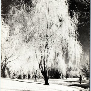 c1960s Greeley, CO Winter Glenmere Park Tree Frost Litho PhotoPostcard Colo A101