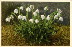 Flowers -   Spring Snowflakes                            (Edition Stehli #761)