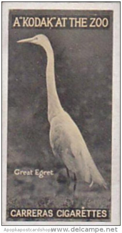 Carreras Cigarette Card Kodak At Zoo 1st Series No 5 Great Egret