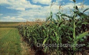 Tall Corn Farming Unused 