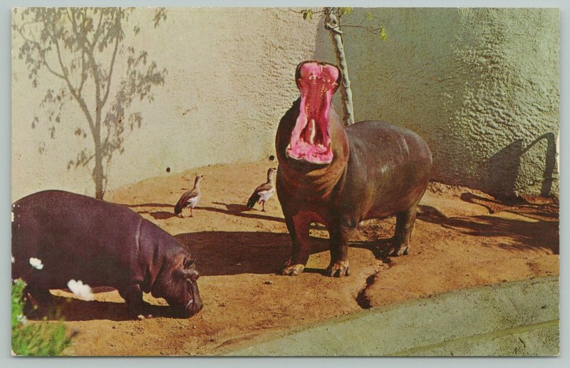 Los Angeles California~Los Angeles Hippopotomus~Standard Chrome Postcard