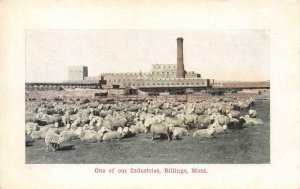 BILLINGS Montana Sheep, Factory c1910s Suhling Co. Vintage Postcard