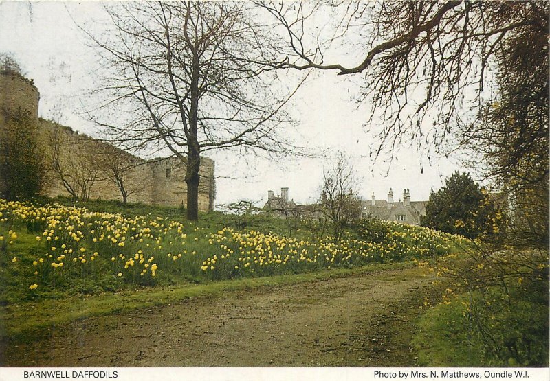 England Barnwell Castle side wall daffodils Postcard