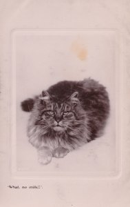 Tabby Cat Has No Milk And Is Cross Real Photo Old Postcard