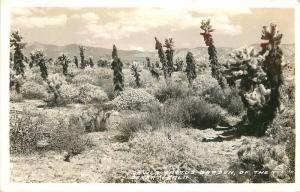 Devil's Cactus Garden 1940s Frasher RPPC Photo Postcard 12903