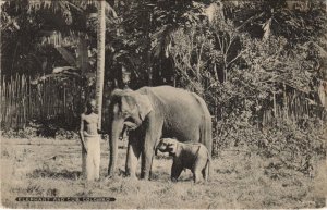 PC COLOMBO ELEPHANT AND CUB SRI LANKA CEYLON (a28239)