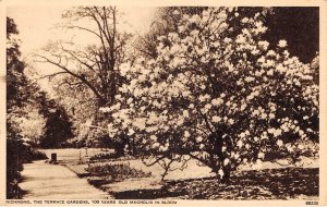 Lot339 richmond the terrace gardens 100 years odl magnolia in bloom  uk