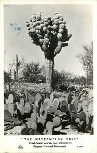 Frashers RPPC X-3040, Watermelon Tree Freak Giant Cactus Saguaro National Mon.