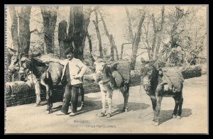 Spain Granada Vintage  postcard Man with his donkeys 