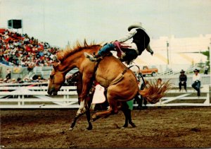 Canada Calgary Stampede and Exhibition Rodeo Scene Bronco Busting