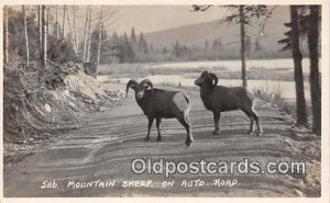 Auto Road Mountain Sheep Unused 