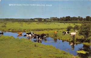 Perrysburg Ohio 1972 Greetings Postcard Dairy CAttle in Pasture Creek