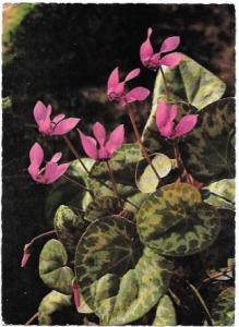 Austria - Osterreich.  Cyclamen flowers 1967 postmark