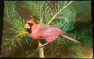 1961 Unused NATURE PRESS Postcard~ Bird (Cardinal)