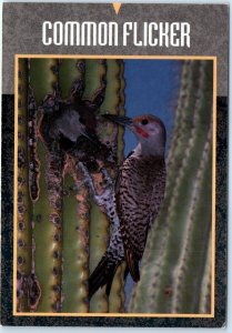 Postcard - Common Flicker - Arizona