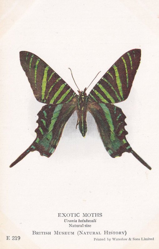 Urania Boisduvali Uraniidae African Cuba Exotic Moth Postcard