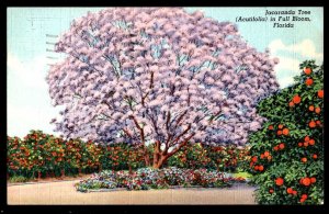 Florida Jacaranda Tree (Acutifolia) in Full Bloom pm1951 - Linen