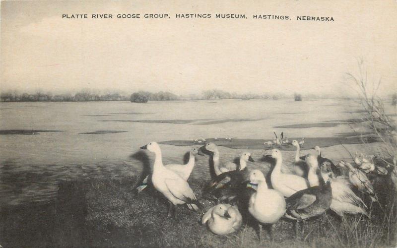 Hastings Nebraska~Interior View Hastings Museum~Platte River Goose Group~1930s 